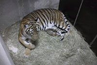 Radostná zpráva z pražské zoo: Narodila se dvě mláďata vzácného tygra malajského