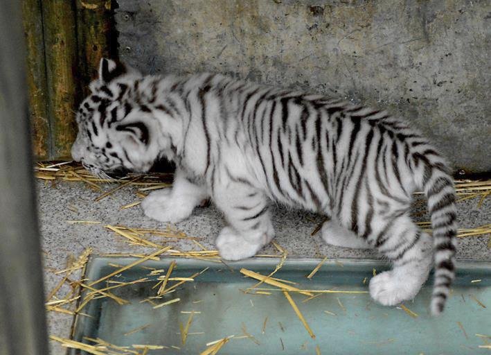 Bílý tygr není živočišným druhem ani poddruhem, ale pouze zvláštní formou tygra bengálského.