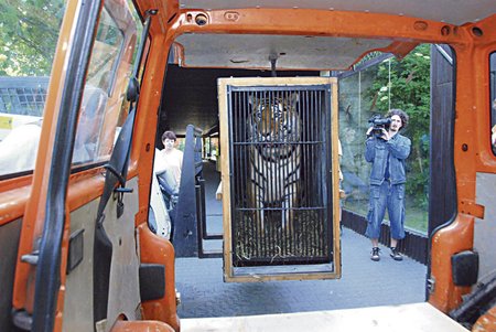 Do klece přepravní se tygr nechal zavřít bez problémůzavřít