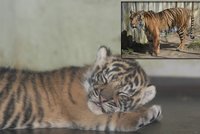 Senzace v jihlavské zoo: Tygří dědeček (19) zplodil roztomilé mládě