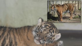 V jihlavské zoo se narodil malý tygřík, jehož otcem je samec Dustin (19)
