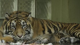 Tygřice Suma si své mládě pořád hlídá