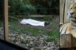 Tygr Rasputin nemilosrdně zabil v německé zoo pečovatele Martina, který se vydal uklidit jeho výběh