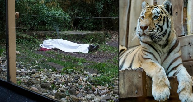 Tygr Rasputin nemilosrdně zabil v německé zoo pečovatele Martina, který se vydal uklidit jeho výběh