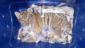 Dvouměsíční mládě tygra bylo zabalené v plastové krabici bez vody a jídla.
