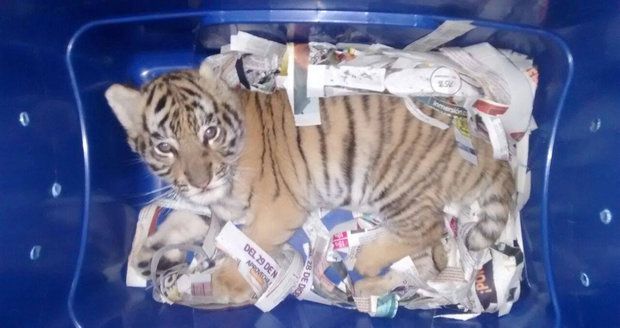 Divočina na poště: V balíku posílali tygří mládě. Mexičtí policisté jej odhalili