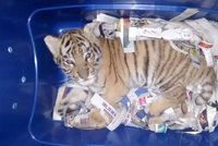 Divočina na poště: V balíku posílali tygří mládě. Mexičtí policisté jej odhalili