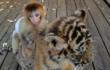 To je věc: Opičák se kamarádí s tygrem!