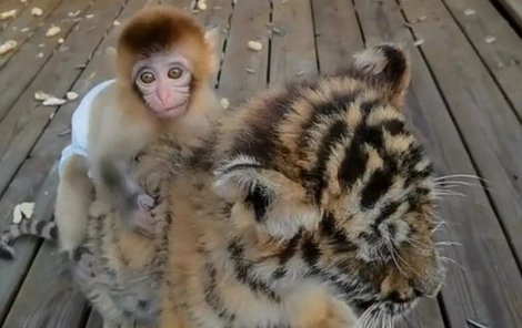 Opičák se kamarádí s tygrem.