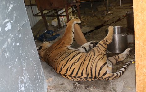 Za gram takzvaného léčivého sulcu z tygra jsou lidé z Asie ochotni zaplatit i 1500 Kč.