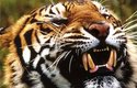 Tygr (Panthera tigris)