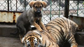 Tygřík si užívá masáž od svého psího přítele