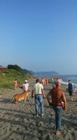 Ruský cirkus pustil mezi lidi na pláži tygra. Byla to reklama, hájí se.