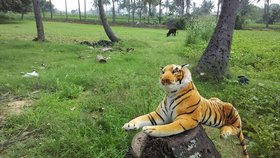 Indické farmy hlídají plyšoví tygři