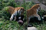 V Rusku potrhal tygr ošetřovatelku.