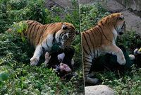 Tygr potrhal v zoo ošetřovatelku: Žena bojuje o život