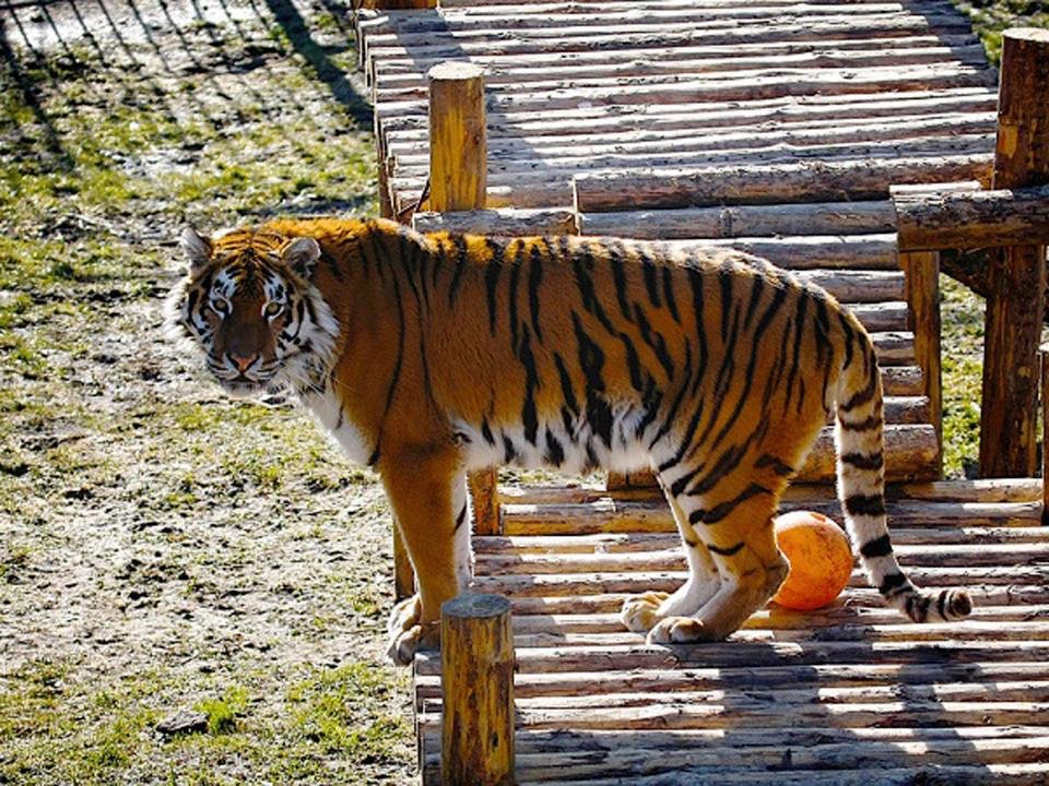 Šelmu zahnali na útěk návštěvníci zoo.