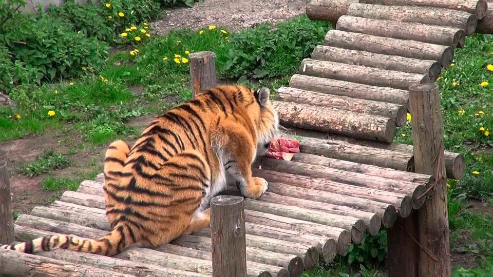 Tygr byl nakonec zahnán na útěk.