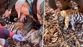 Tygří máma „pustila“ odborníky k mláděti: Zachránili ho z pytlácké pasti