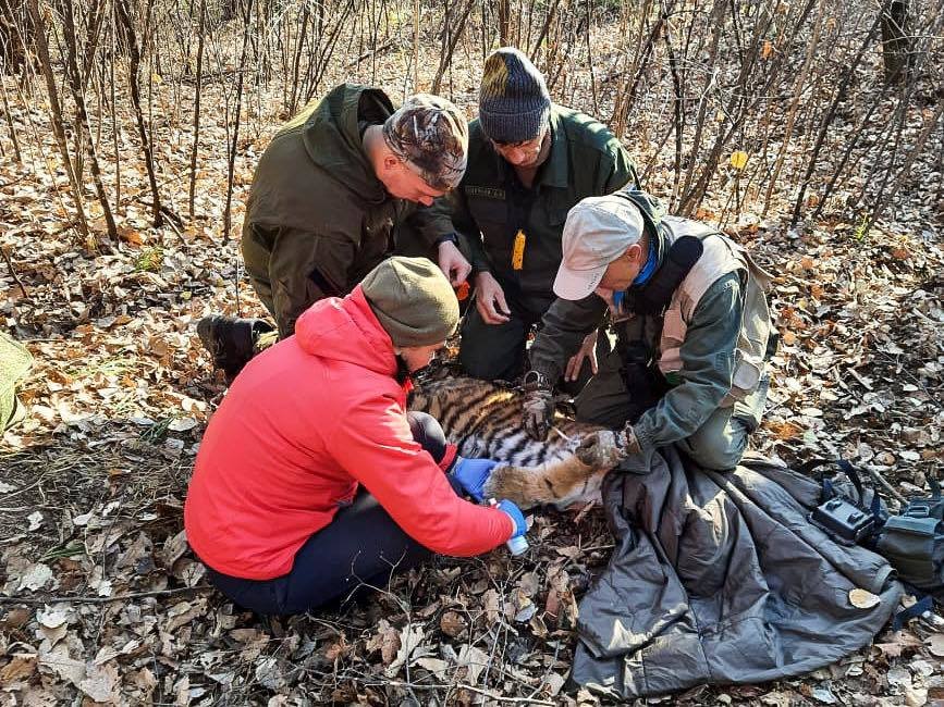 K unikátní záchranné operaci došlo v Přímořském kraji na ruském Dálném východě. Skupina specialistů tam zachraňovala tygří mládě uvízlé v pytlácké pasti.