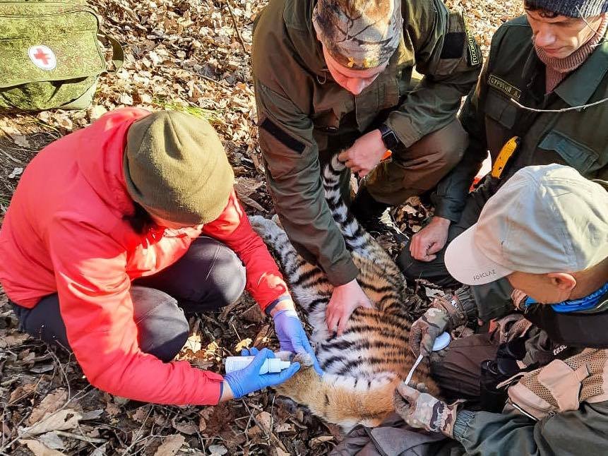 K unikátní záchranné operaci došlo v Přímořském kraji na ruském Dálném východě. Skupina specialistů tam zachraňovala tygří mládě uvízlé v pytlácké pasti.