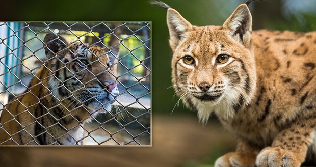 Útok tygra v Chvojenci: Ruku ženě lékaři nezachrání, chovateli už dříve jiná šelma utekla