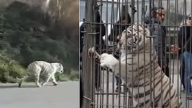 Panika v Palermu: Cirkusákům utekl tygr a několik hodin chodil po městě