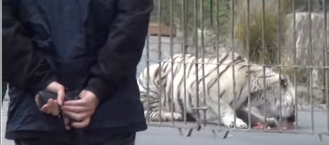 Bengálský tygr Oscar způsobil paniku v ulicích sicilského Monreale.