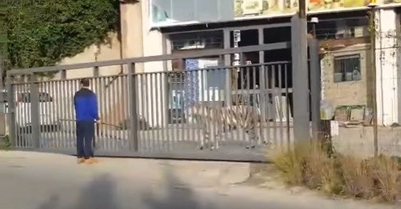 Bengálský tygr Oscar způsobil paniku v ulicích sicilského Monreale.
