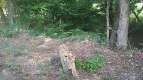 U slovenských hranic běhá po lese tygr! Nebezpečná šelma utekla ze zoo