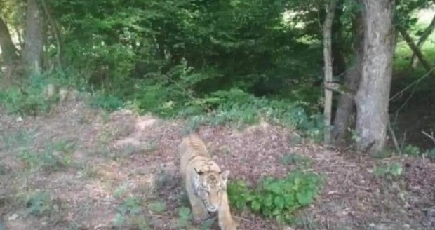 U slovenských hranic běhá po lese tygr! Nebezpečná šelma utekla ze zoo