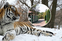 Ošetřovatele v zoo rozsápal tygr: Při úklidu šelma zaútočila zaměstnanci na hlavu