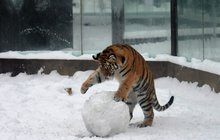 Tygr Oliver stavěl sněhuláka a opravdu mu to šlo!
