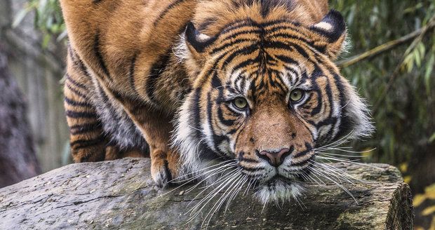 Tygr Dandys (5) se dnes přemísťuje z brněnské do Jihlavské zoo. Místo samice Satu (13) bude mít mladou slečnu Cintu (4,5).