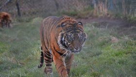 Nález mrtvých tygrů na Kladensku?! Policie prověřuje podivný případ
