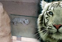 V liberecké zoo slaví: Takhle se narodilo bílé tygří novorozeně! Podívejte se