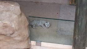 Tygří mláďátko uteklo mámě přímo z porodnice.