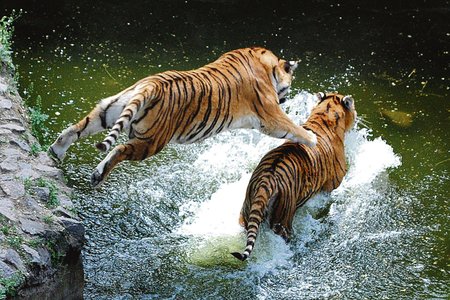 Tygrří sourozenci si při hrách ve vodě cvičí lovecké schopnosti