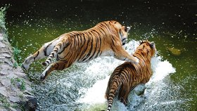 Tygří sourozenci si při hrách ve vodě cvičí lovecké schopnosti.