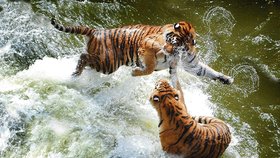 Tygři jsou jedni z největších predátorů a divoké hrátky ve vodě jsou pro ně oblíbenou kratochvílí.