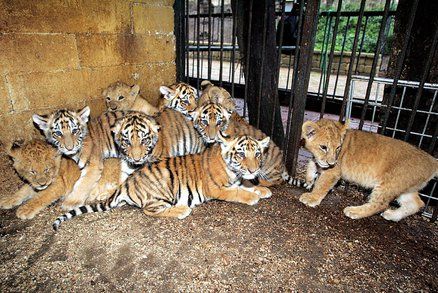 Berouskův zoopark, kde umírali tygři, je stále zavřený. Veterináři pro přeživší šelmy shání náhradní ubytování