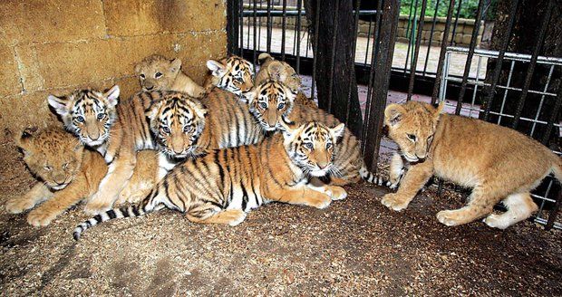 Berouskův zoopark, kde umírali tygři, je stále zavřený. Veterináři pro přeživší šelmy shání náhradní ubytování