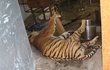 Na místě byl nalezen čerstvě zabitý tygr