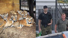 Policie měla v kauze tygřích jatek obvinit Ludvíka Berouska, vietnamského obchodníka a preparátora.