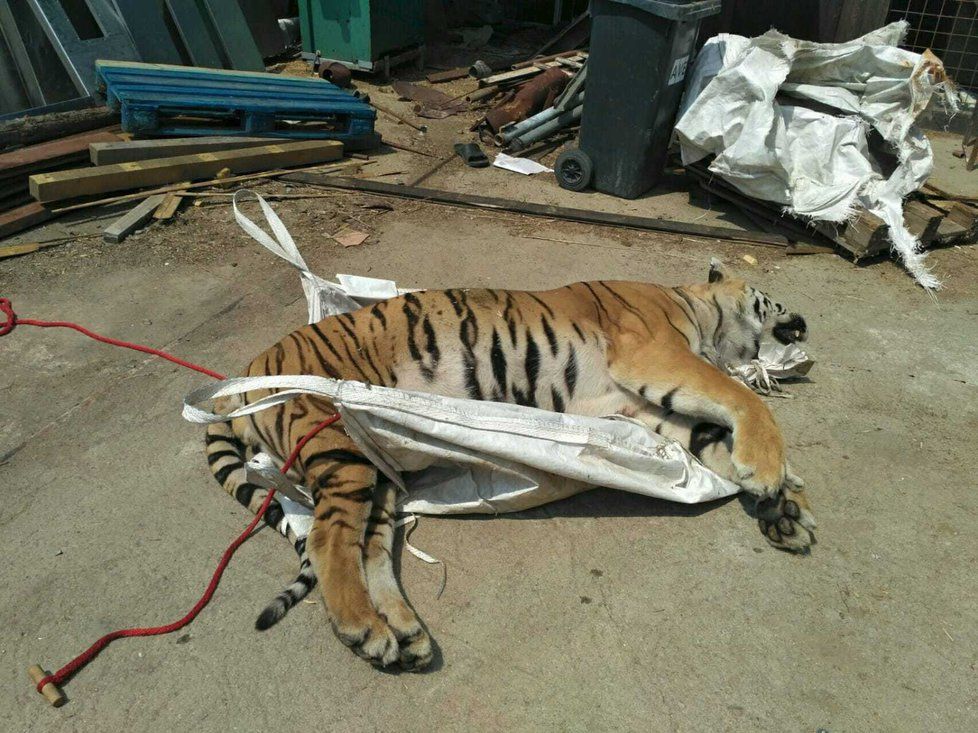 Fotodokumentace celní správy ze zásahu proti organizované skupině, která obchodovala s mrtvými tygry.