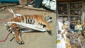 Bestiální byznys s tygry: Zastřelené šelmy vařili 5-12 dní, za maso, kůži a drápy inkasovali statisíce. Berousek a dva kumpáni skončili ve vazbě