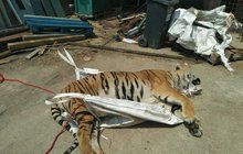 Stát zasahuje proti tygřím jatkám: Žádný vývoz ani mazlení