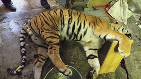 Fotodokumentace celní správy ze zásahu proti organizované skupině, která obchodovala s mrtvými tygry.