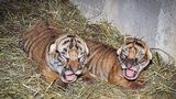 Roztomilí tygří novorozenci: V pražské zoo už znají jejich pohlaví