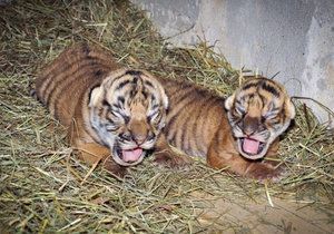 V zoo se narodila samička a sameček kriticky ohroženého tygra malajského.